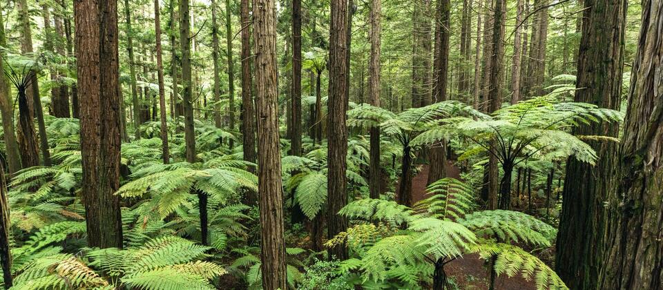 Rotorua Redwoods Tree Top Walk