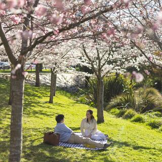 Hagley Park