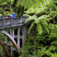 Whanganui National Park 