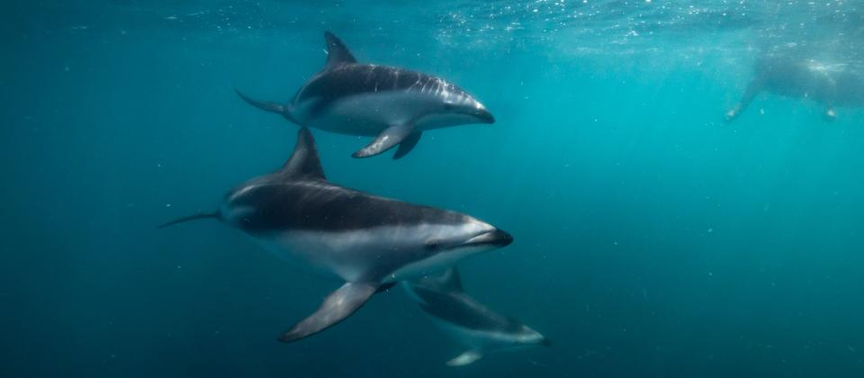 Dolphin Encounter