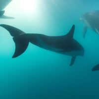 Kaikoura Dolphins