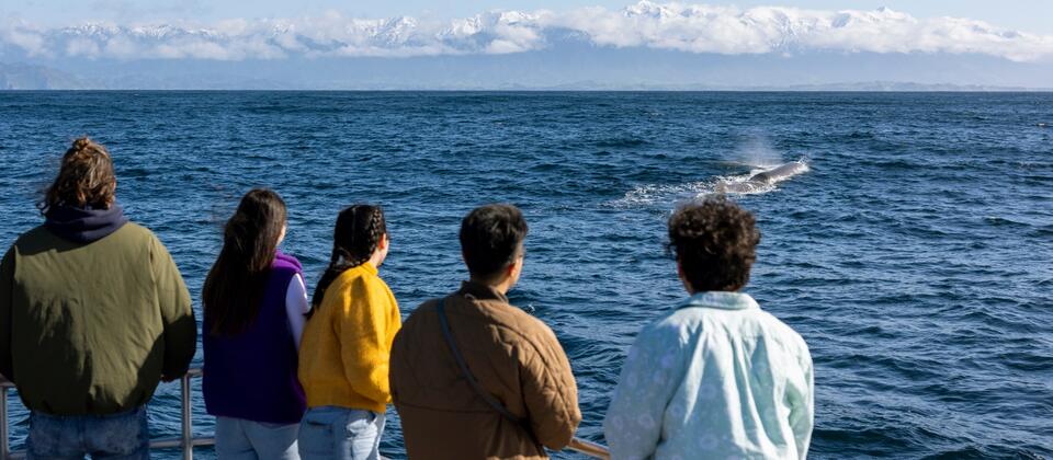 Whale Watch Kaikōura