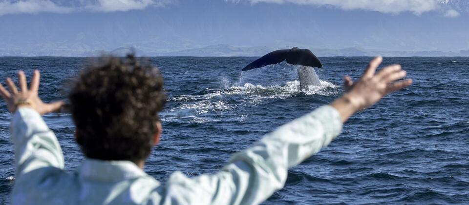 Whale watching in Kaikoura