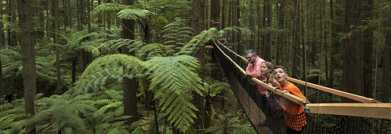 Redwoods Forest, Rotorua