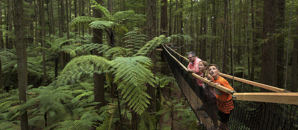 Redwoods Forest, Rotorua