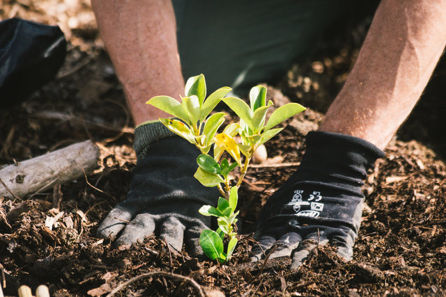 Trees That Count | Corporate